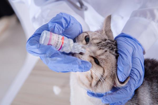 养猫必备药物，驱虫药、眼药水等药物需备好