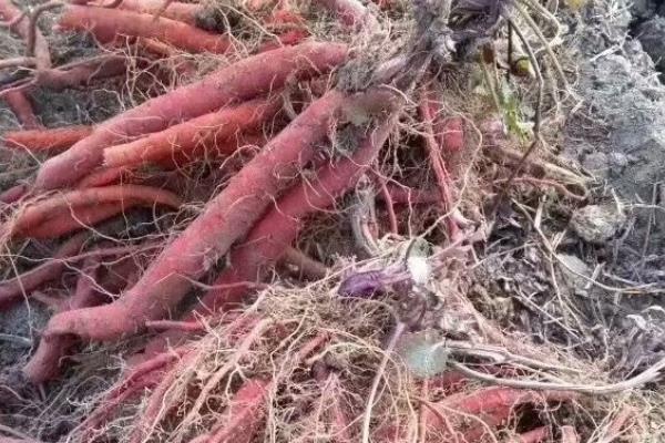 丹参的繁殖方法，可分根种植、扦插繁殖和种子繁殖