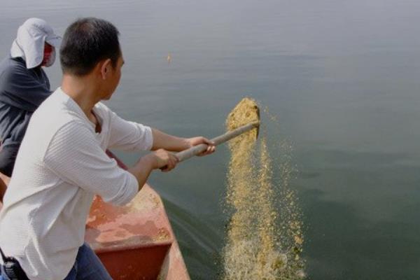丁桂鱼的养殖技术，采用少食多餐的方式进行喂食