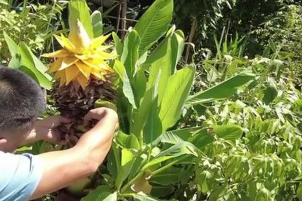 怎么养殖地涌金莲，保持适宜的温差可加快开花速度