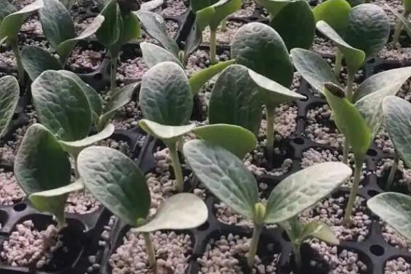 贝贝瓜的种植方法，合适的时间为3-4月份