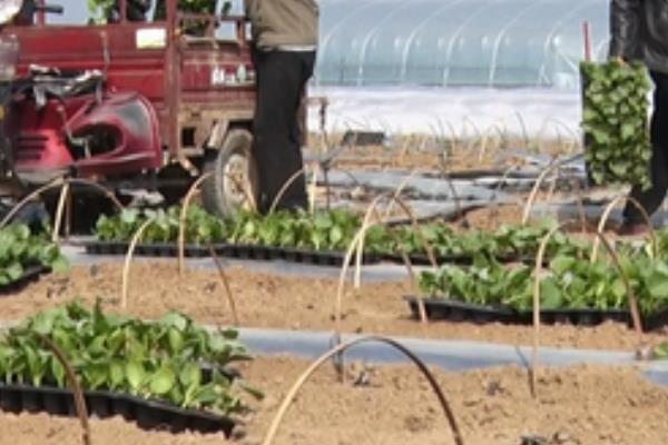 贝贝瓜的种植方法，合适的时间为3-4月份