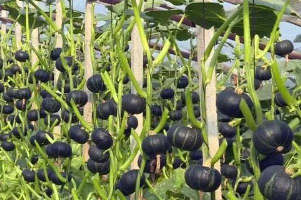 贝贝瓜的种植方法，合适的时间为3-4月份