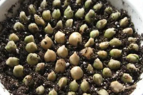金桔的栽培种植技术，栽种金桔需要肥沃松软的土壤