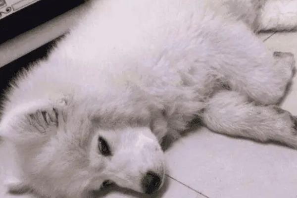 犬猫食物中毒有什么症状，具有精神沉郁、食欲降低、呕吐腹泻等表现