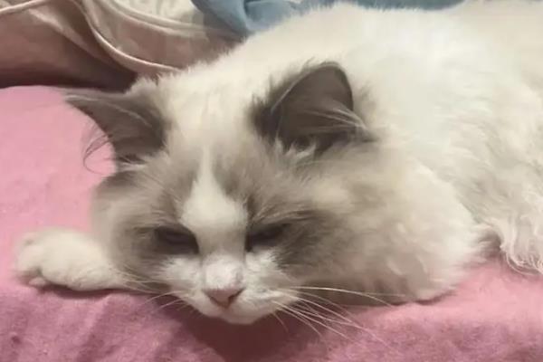 犬猫食物中毒有什么症状，具有精神沉郁、食欲降低、呕吐腹泻等表现