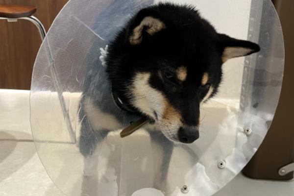 犬猫食物中毒有什么症状，具有精神沉郁、食欲降低、呕吐腹泻等表现