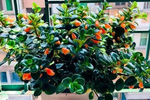 金鱼吊兰的花期，花期长达20天