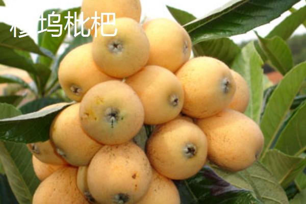 浙江省兰溪市的特产，兰溪杨梅深受消费者喜爱