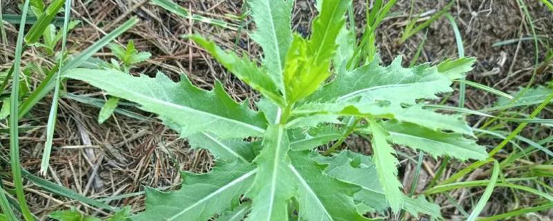 野菜刺儿菜的市场价格，市场价格5到10元一斤