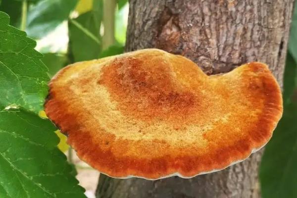 桑黄的种植技术，最佳的出菇温度在25-30℃之间