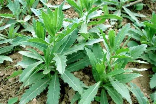 野菜刺儿菜的市场价格，市场价格5到10元一斤