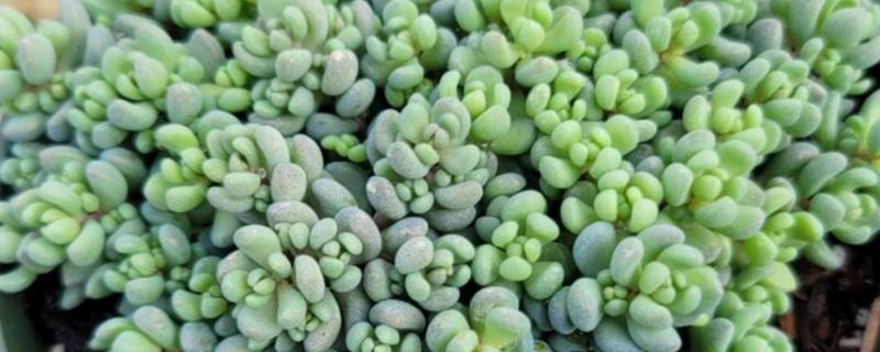 怎么养殖姬星美人，生长季节每个月追施一次肥料