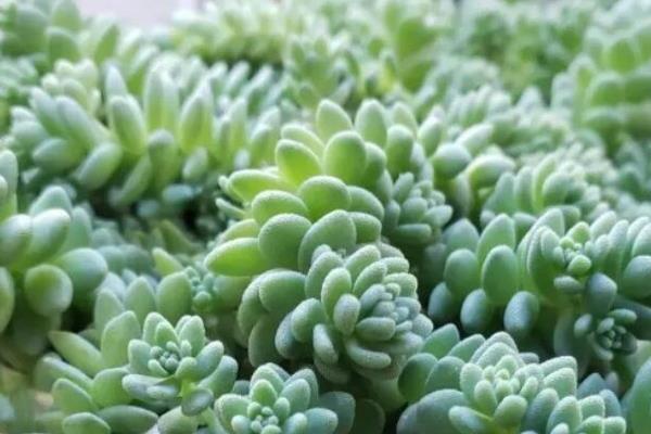 怎么养殖姬星美人，生长季节每个月追施一次肥料