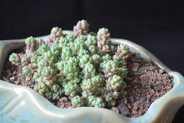 怎么养殖姬星美人，生长季节每个月追施一次肥料