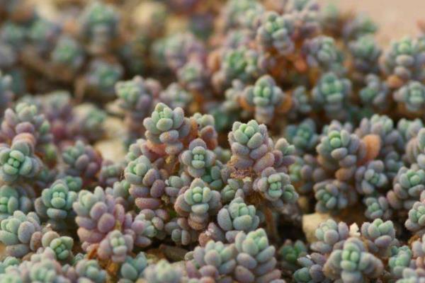 怎么养殖姬星美人，生长季节每个月追施一次肥料