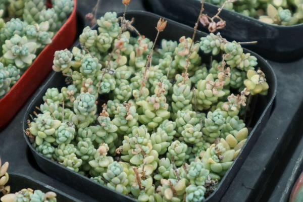 怎么养殖姬星美人，生长季节每个月追施一次肥料