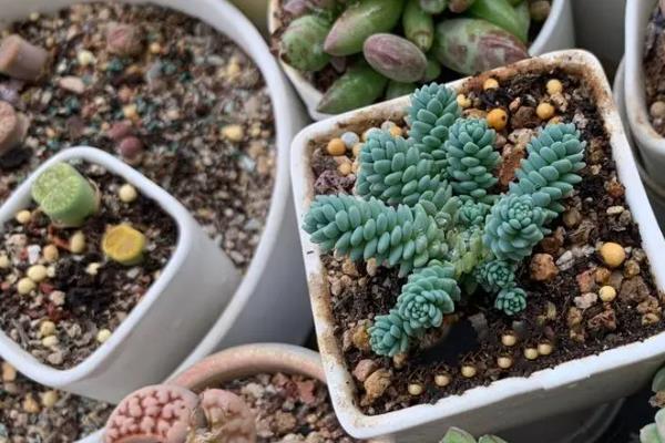 怎么养殖姬星美人，生长季节每个月追施一次肥料