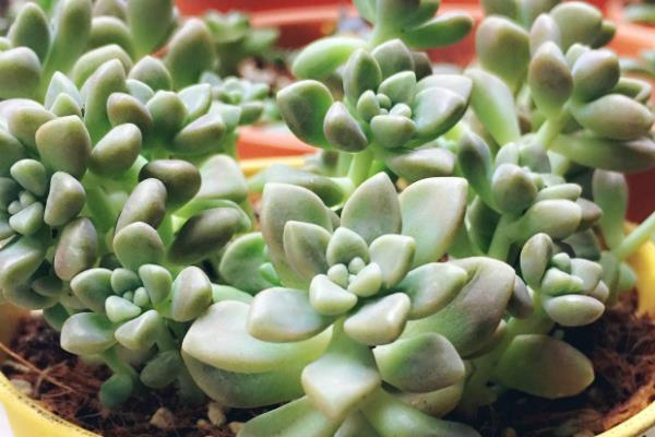 怎么养殖姬星美人，生长季节每个月追施一次肥料