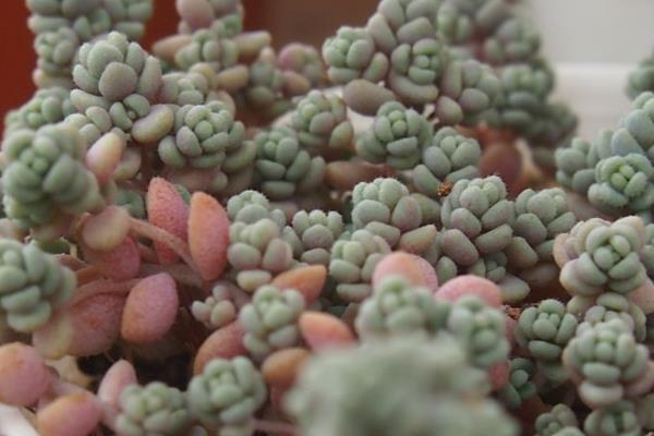 怎么养殖姬星美人，生长季节每个月追施一次肥料