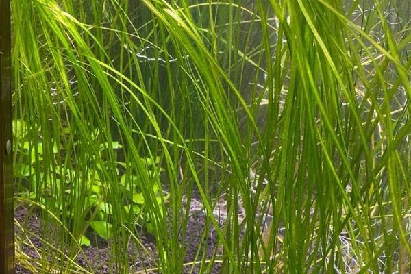 养锦鲤的鱼缸养什么植物好，可以养苦草、卷叶龙须草等
