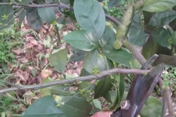柑橘病虫害防治办法，常见的有疮痂病、溃疡病等