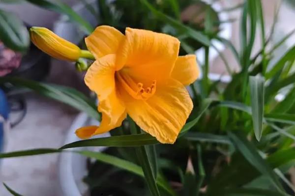 忘忧草是不是黄花菜，二者是一种植物