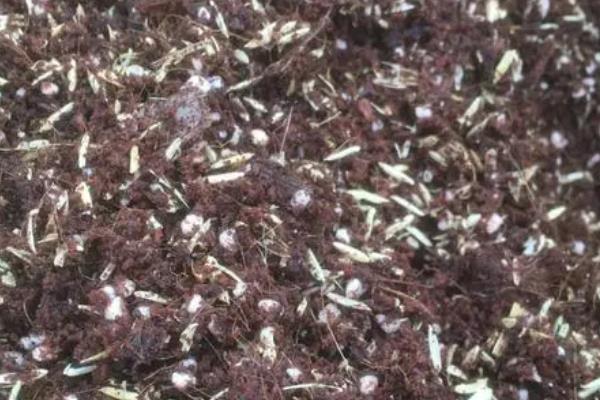 能否用椰糠种植白掌，保水和保肥性较好适合作为种植基质