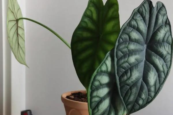 龙鳞海芋好不好养，属于比较好养的植物