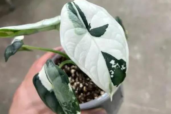 龙鳞海芋好不好养，属于比较好养的植物
