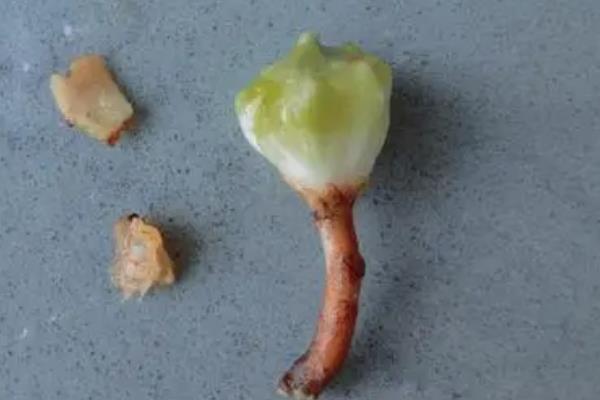 龙鳞海芋好不好养，属于比较好养的植物
