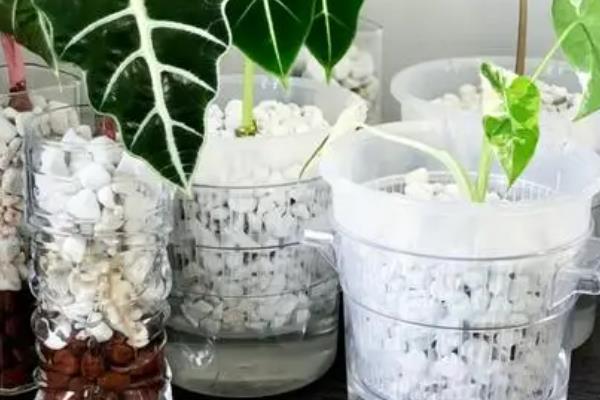 龙鳞海芋好不好养，属于比较好养的植物