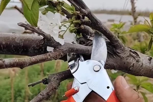 如何化学防治果树病虫害，要及早清理树干的病斑、粗皮等