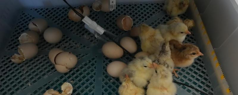 鸡出壳后多久可以离开孵化机，出壳18-36个小时后才可以