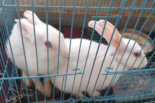 宠物兔的饲养方式，主食应该以宿苜草或提摩西草为主