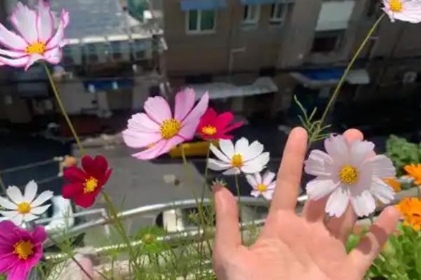 格桑花一年的开放次数，只会在6-8月份开放一次