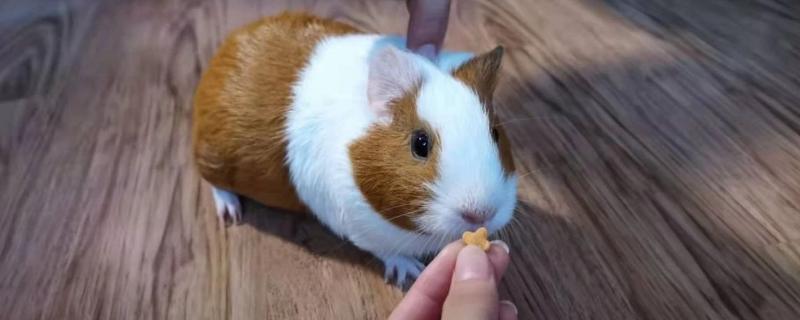 荷兰猪球虫病的前兆，患上球虫病后会侧躺且腹泻等