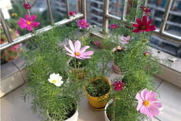 格桑花一年的开放次数，只会在6-8月份开放一次