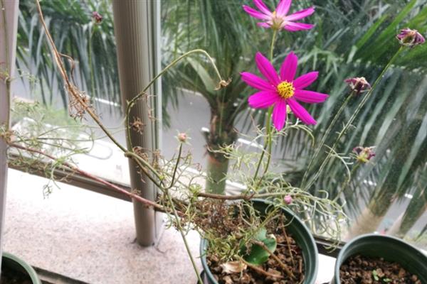 格桑花一年的开放次数，只会在6-8月份开放一次