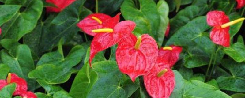安祖花适合放卧室吗，安祖花可以放卧室