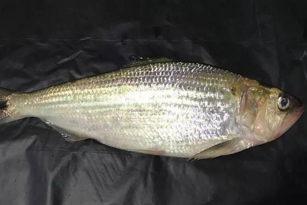 怎么选购新鲜的鲥鱼，一般选择鱼体大的