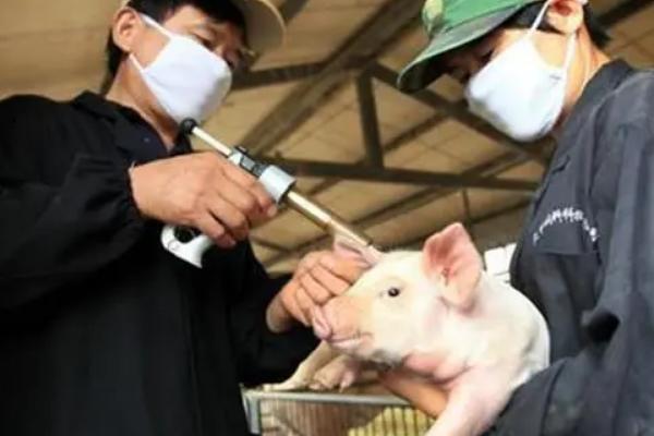猪拉稀且不吃食如何处理，小猪黄白痢可对它灌服利克太保