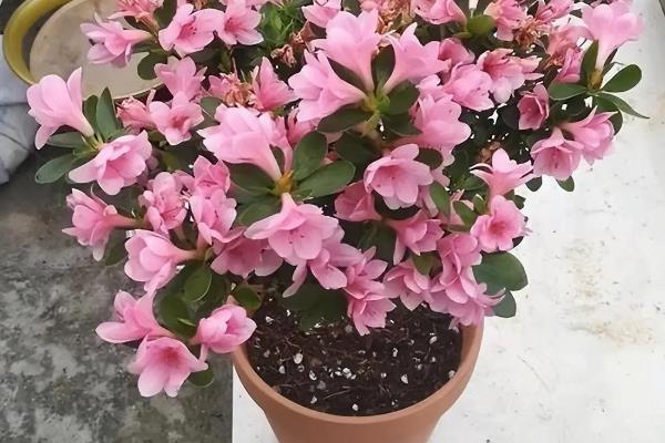 杜鹃花的落叶的原因，可能是浇水过多或出现肥害所致
