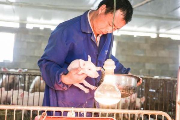 猪拉稀且不吃食如何处理，小猪黄白痢可对它灌服利克太保