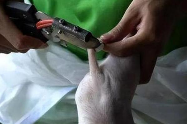 猪拉稀且不吃食如何处理，小猪黄白痢可对它灌服利克太保