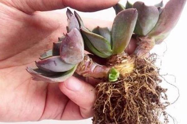 种植多肉植物的方法，种植前要修剪过长过密的根系