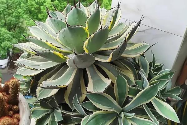 什么绿植可以除甲醛，常见的有龙舌兰、常春藤等