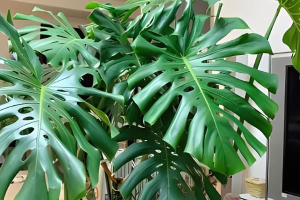什么绿植可以除甲醛，常见的有龙舌兰、常春藤等