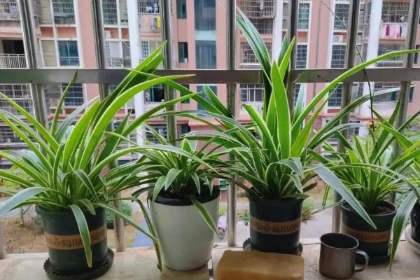 什么绿植可以除甲醛，常见的有龙舌兰、常春藤等