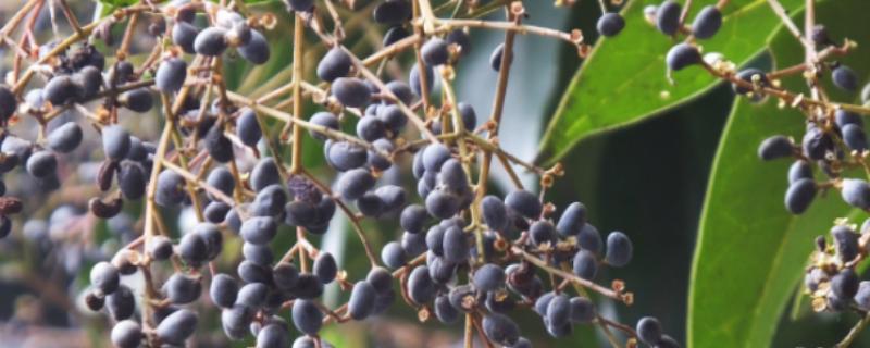 白蜡树籽有什么用处，可作为药材入药